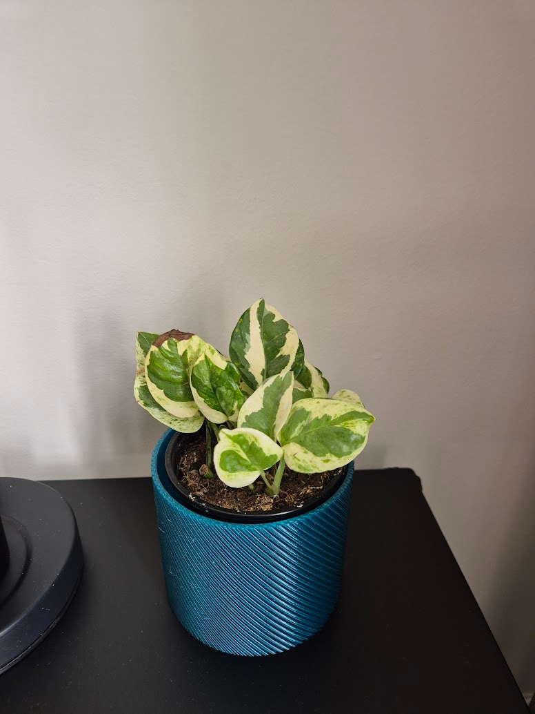 Spot